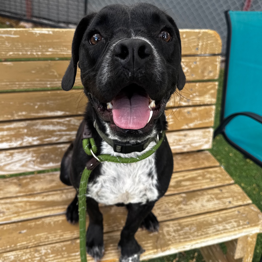 ARNOLD