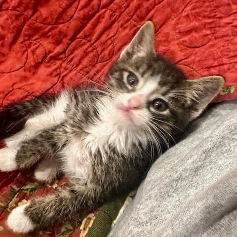 MATCHA - Domestic Shorthair available for adoption