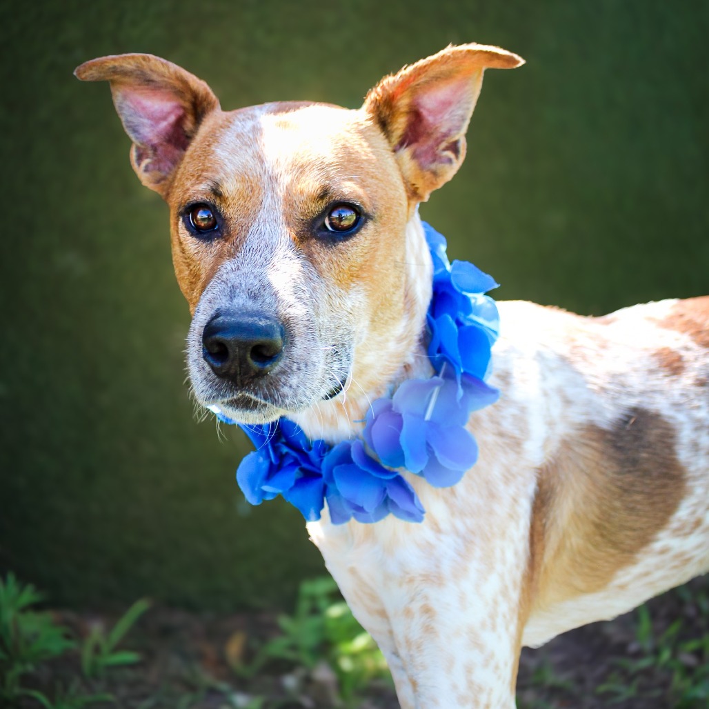 Danny, an adoptable dog at SPCA-BC