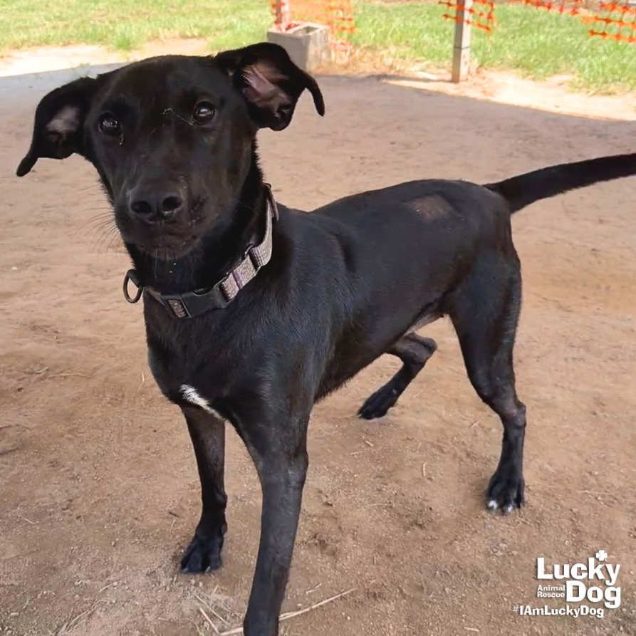 PARKER - Retriever, Labrador / Mix available for adoption