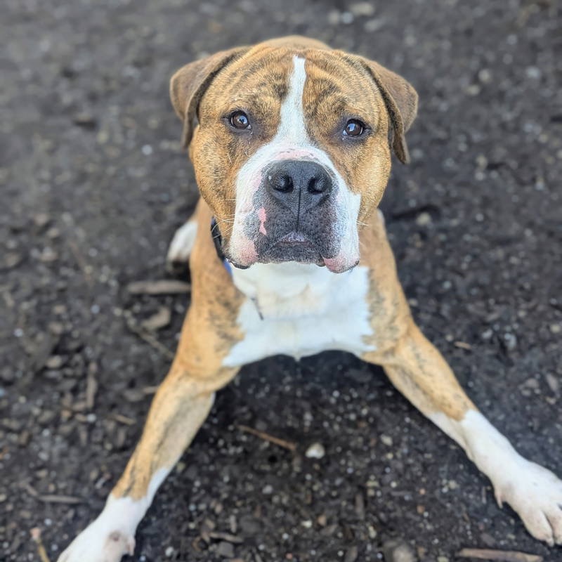 Hank — thumbnail 3