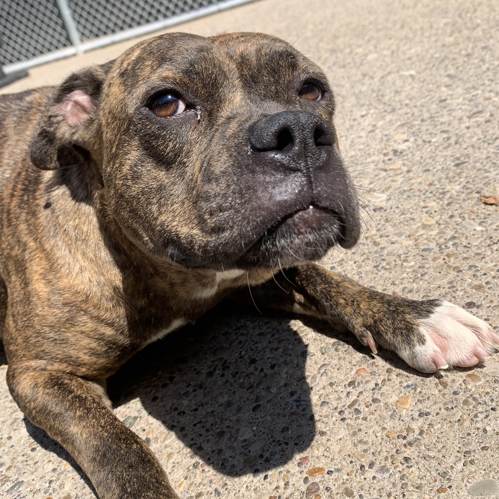 Cha Cha — thumbnail 3