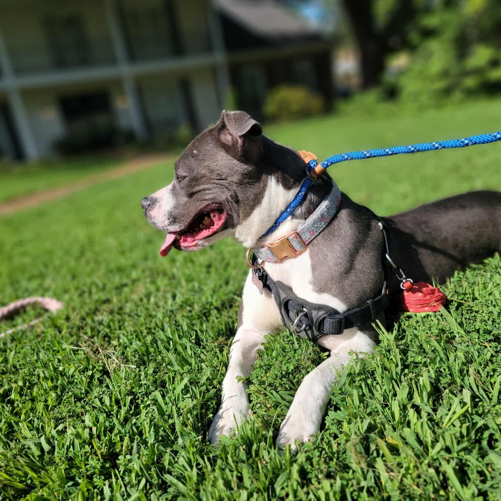Ruby aka Woobie (Formerly Rosie), photo 18