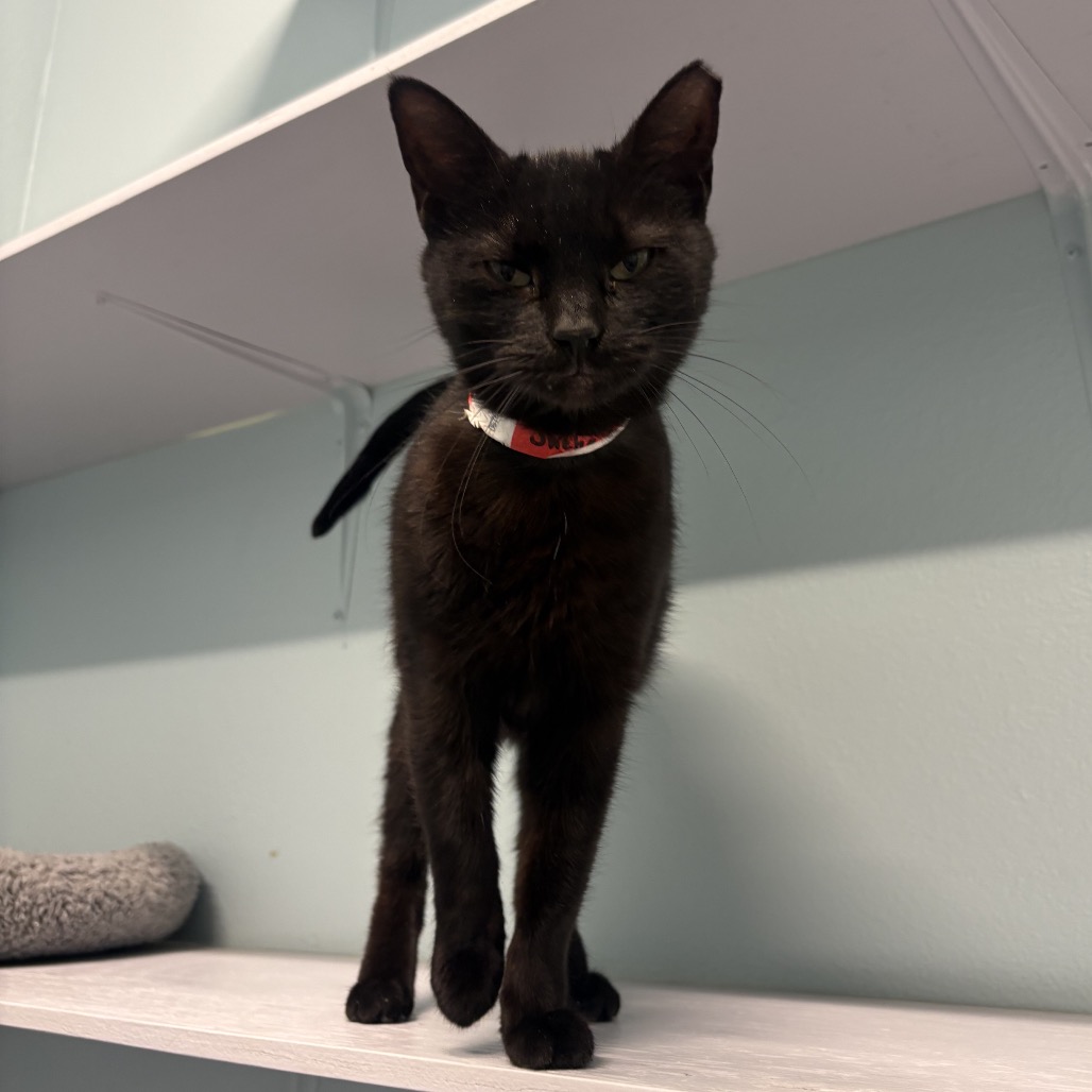 Photo of Sheba
