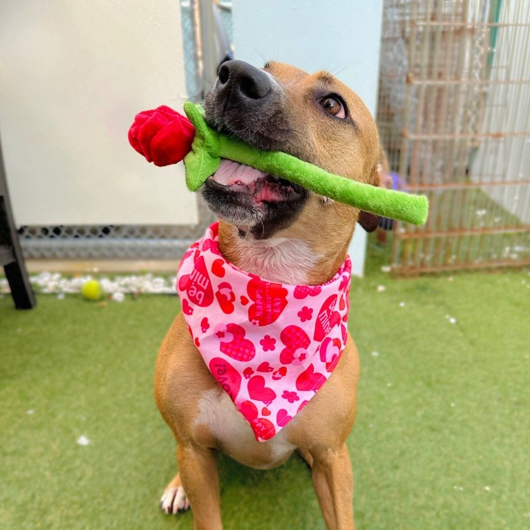 Photo of Babycakes playing