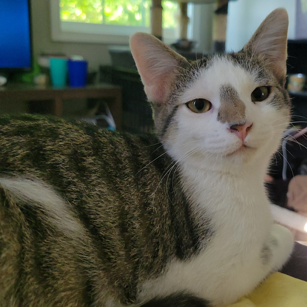 Wesley, photo 3