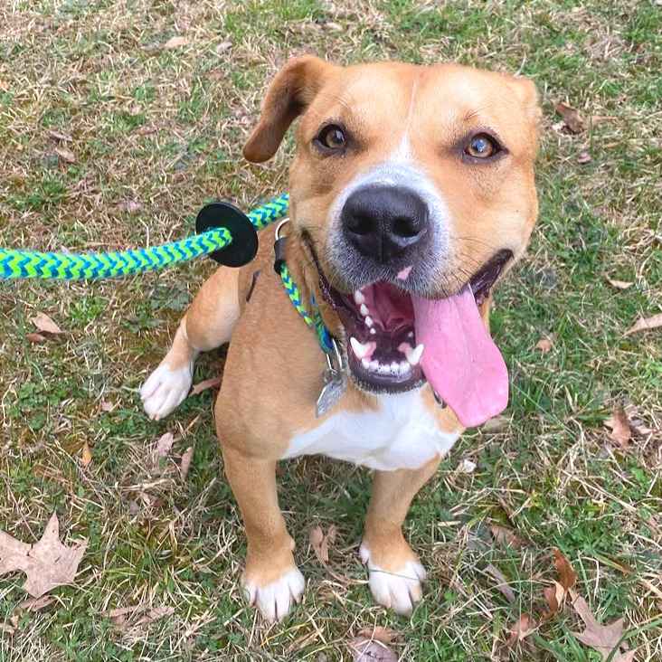 Tralalero Tralala (or Henry) — thumbnail 9