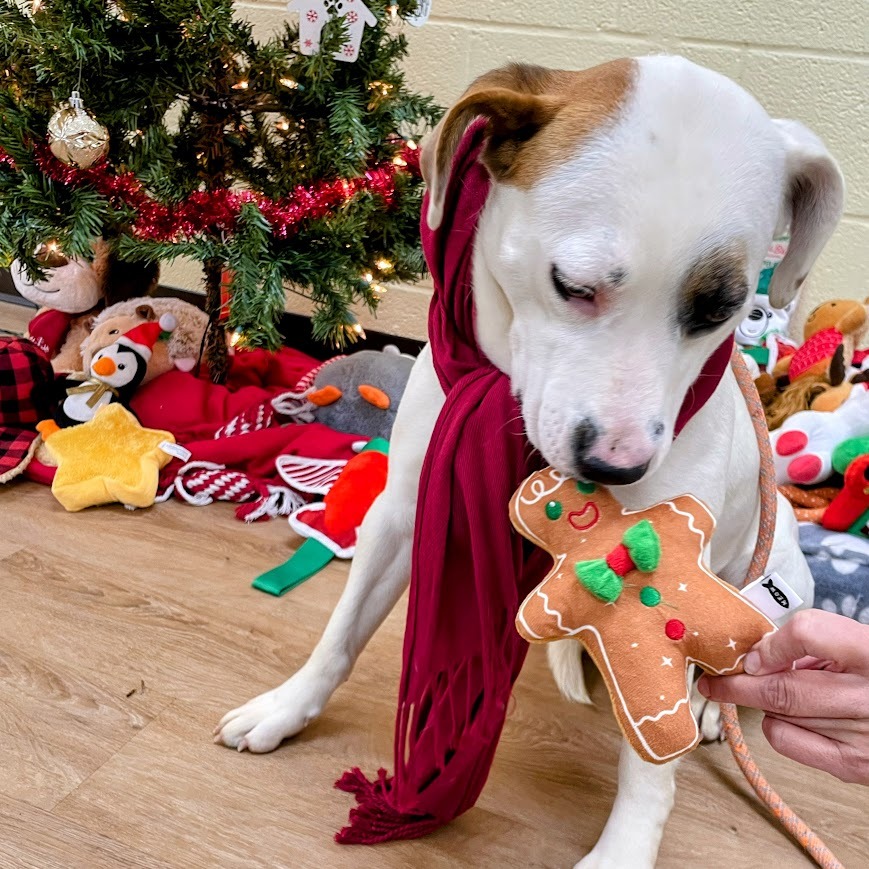 Cordelia — thumbnail 5