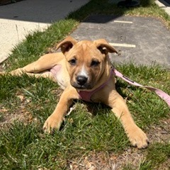BABBETTE - Retriever, Labrador / Shepherd available for adoption