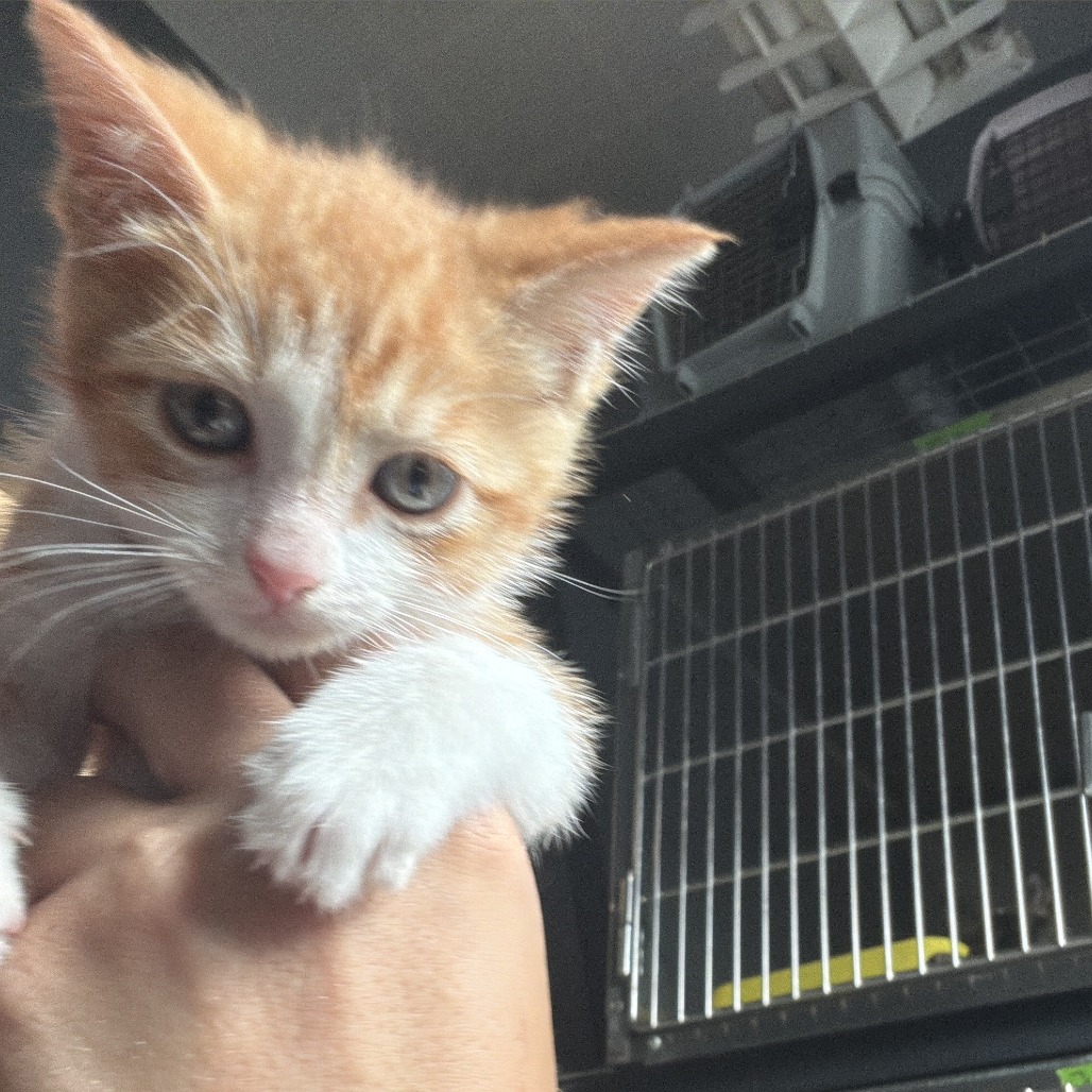ZIP - Domestic Shorthair available for adoption