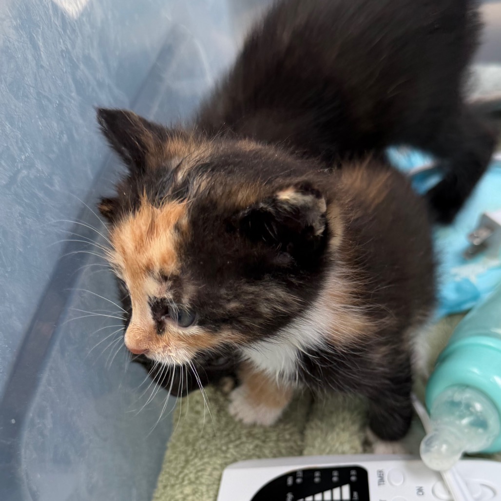 STARFIRE (ADOPTION PENDING) - Domestic Shorthair available for adoption