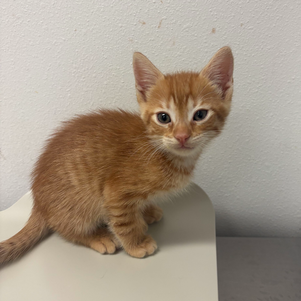 Da Vinci, available for adoption at PVAS