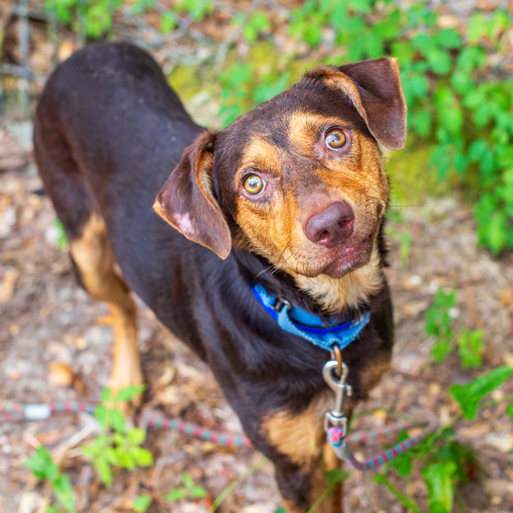 JOHNNY BOY - Pinscher, Doberman / Shepherd available for adoption