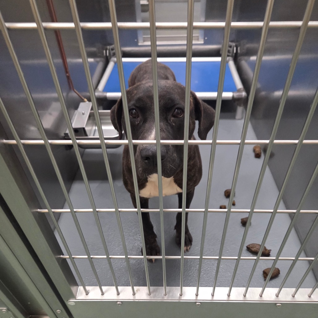 Cerci — thumbnail 4