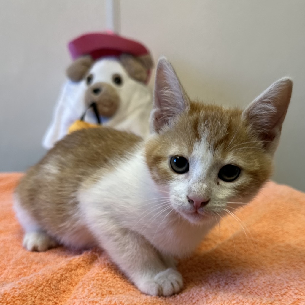 DR. FINKLESTEIN - Domestic Shorthair available for adoption