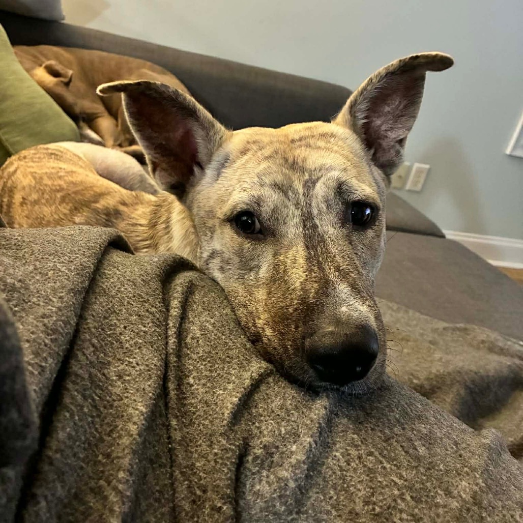 Gravy — thumbnail 3