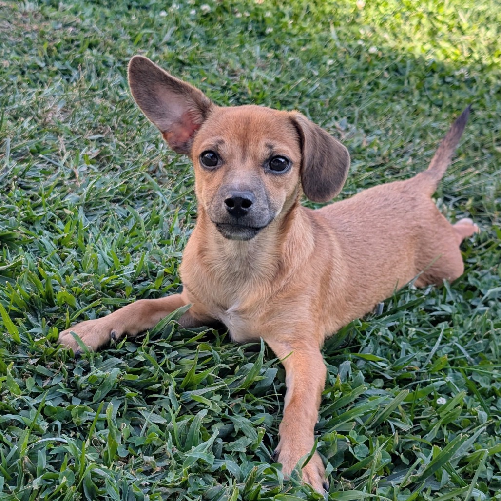 Joaquin