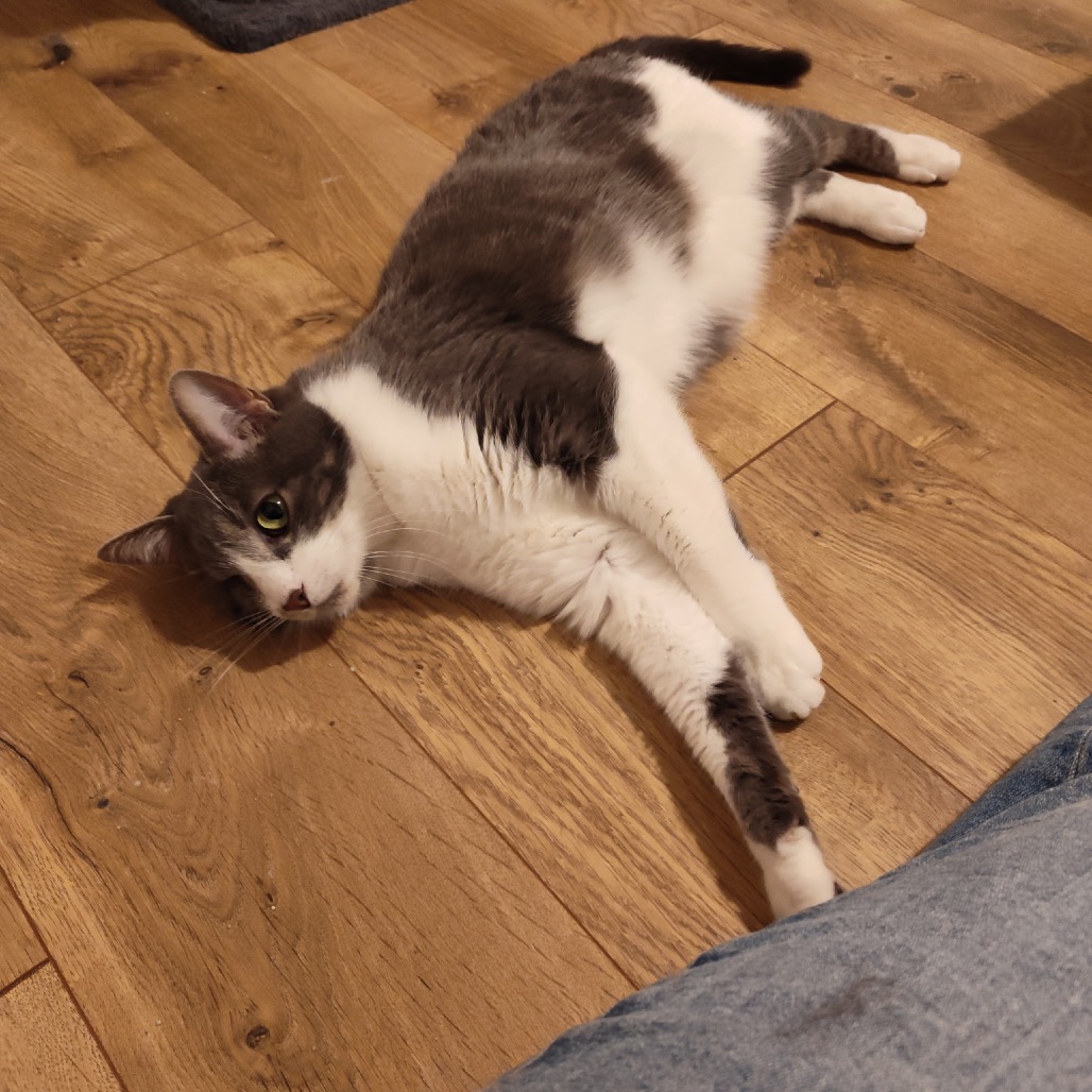 Mouse, photo 3