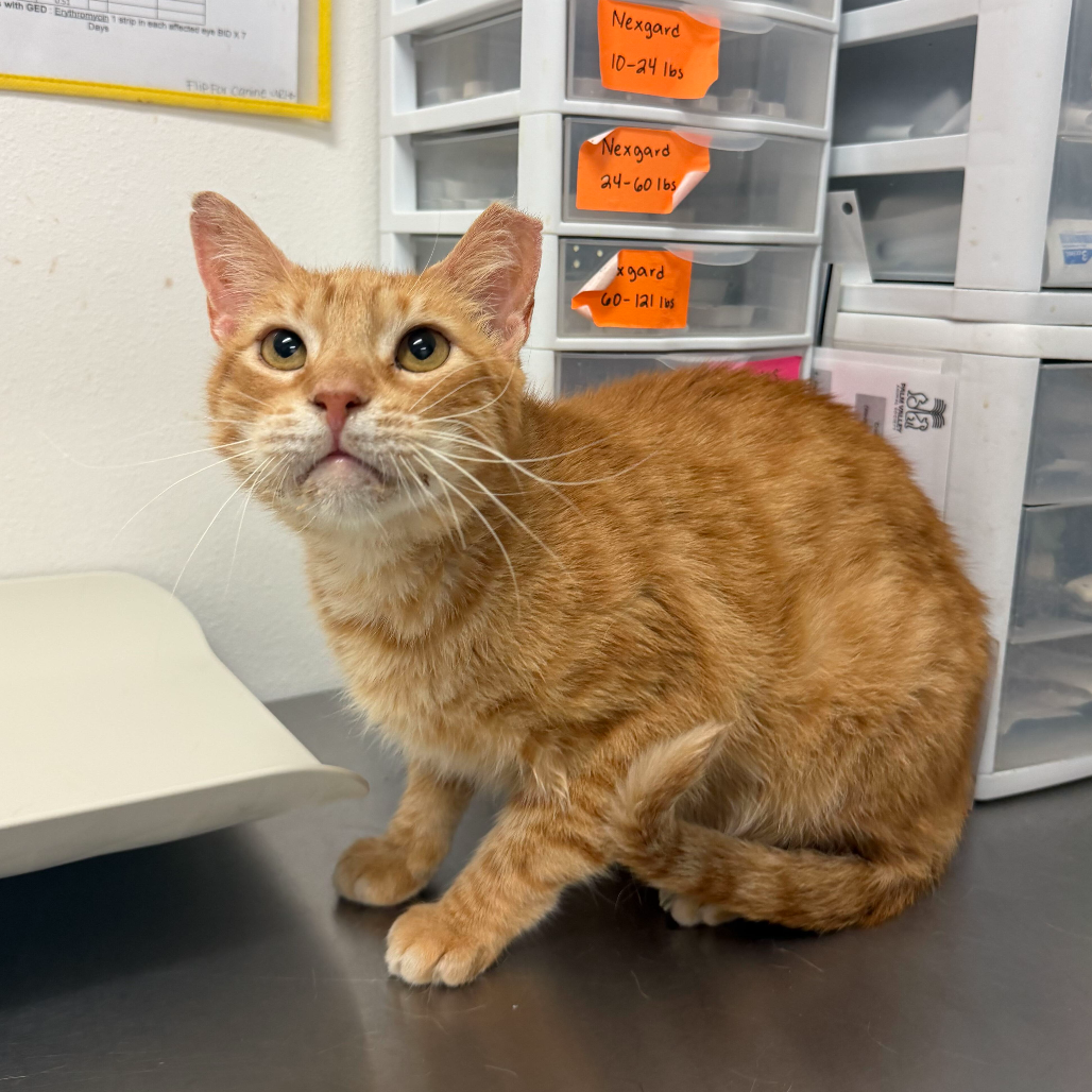 BUTTERS - Domestic Shorthair for adoption in Edinburg