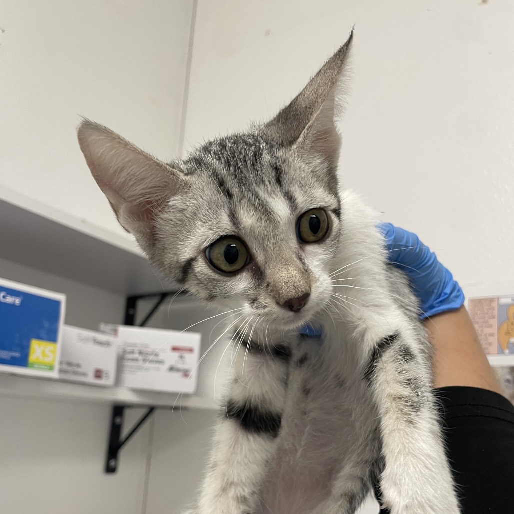 ELVIRA - Domestic Shorthair available for adoption