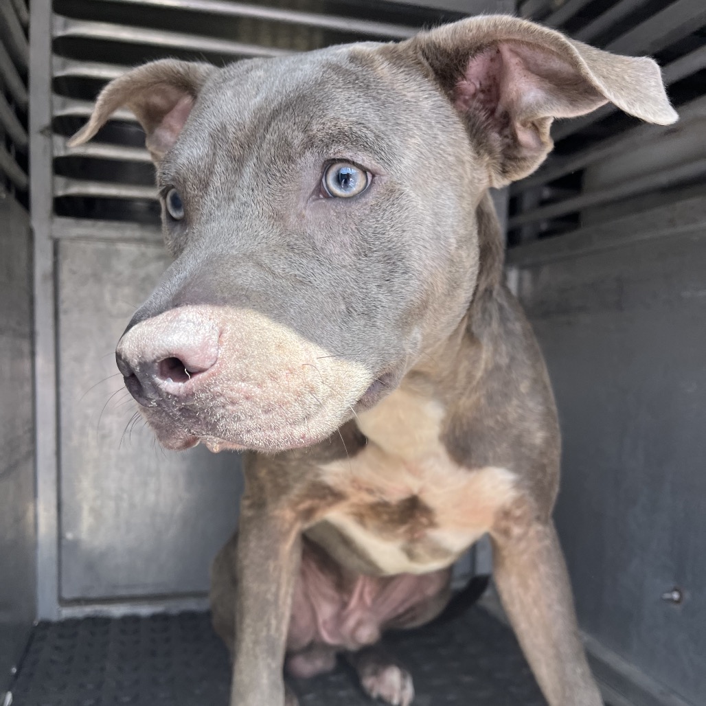 RAYMOND - Terrier, Pit Bull / Mix available for adoption