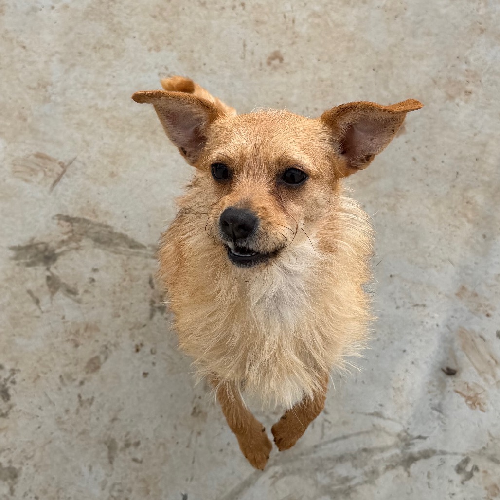 Naga — thumbnail 5