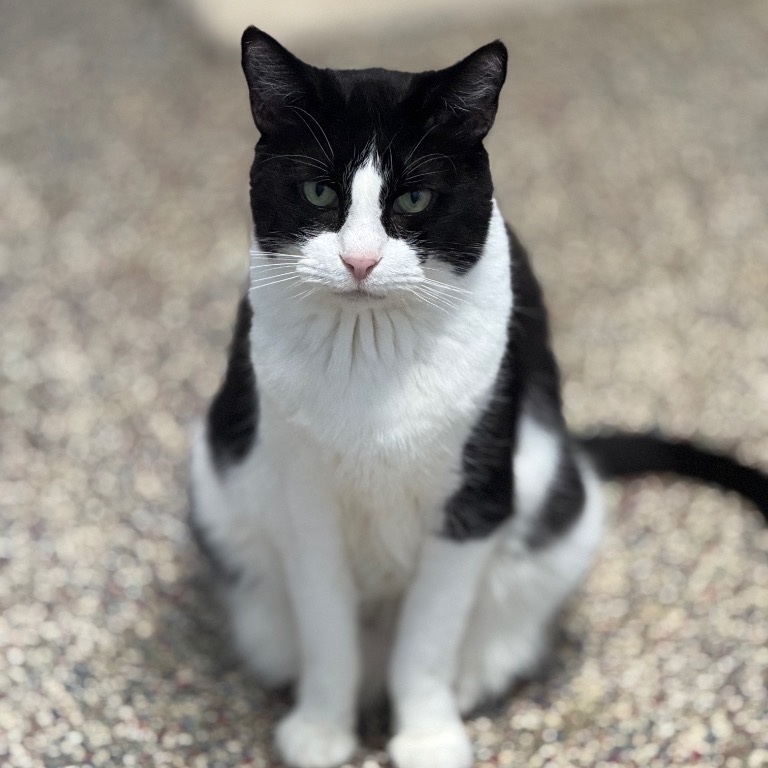 Full body shot of Moo Moo