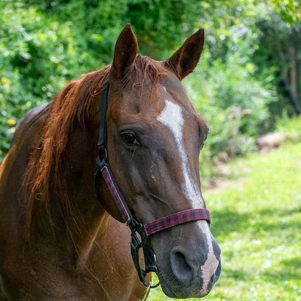 CHICKEN NUGGET - Quarter Horse available for adoption