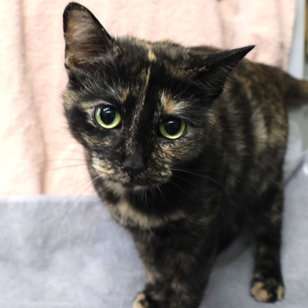 Gigi, a Domestic Shorthair