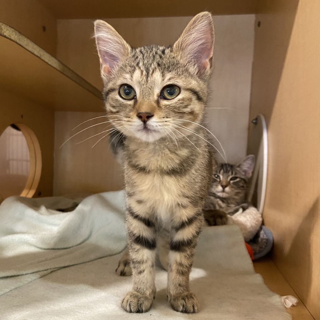 HEAD AND SHOULDERS - Domestic Shorthair available for adoption