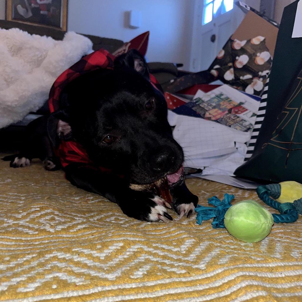 Bowser, photo 18