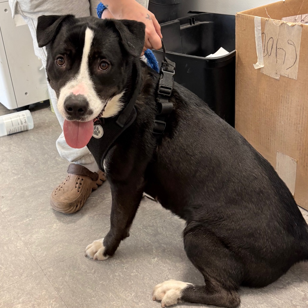 Evie — thumbnail 2