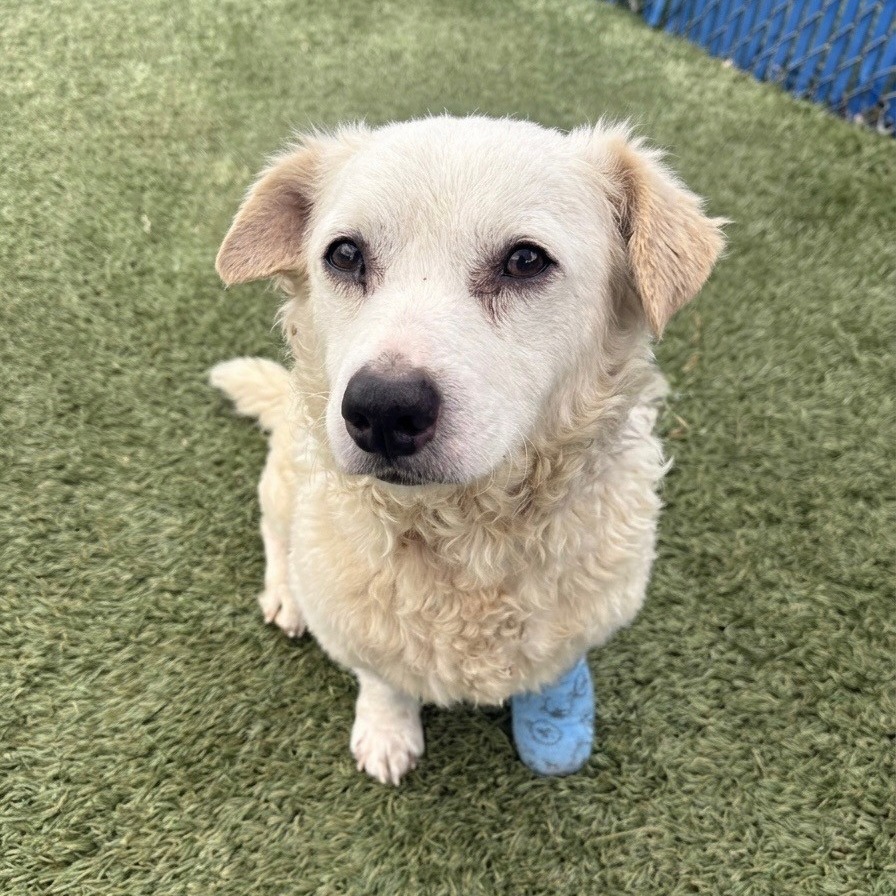 Milo the 