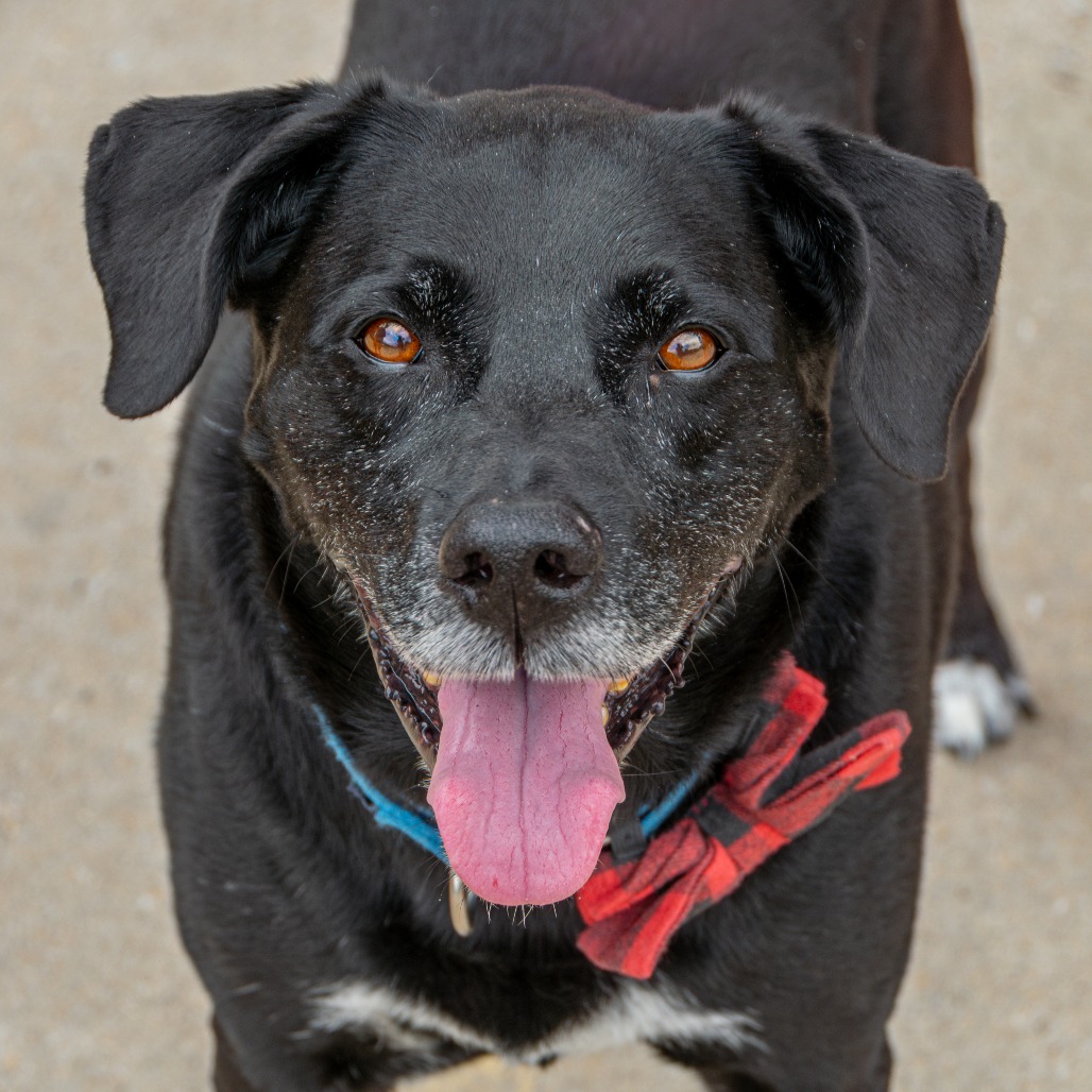 Ferb is available for adoption at Five Acres Animal Shelter