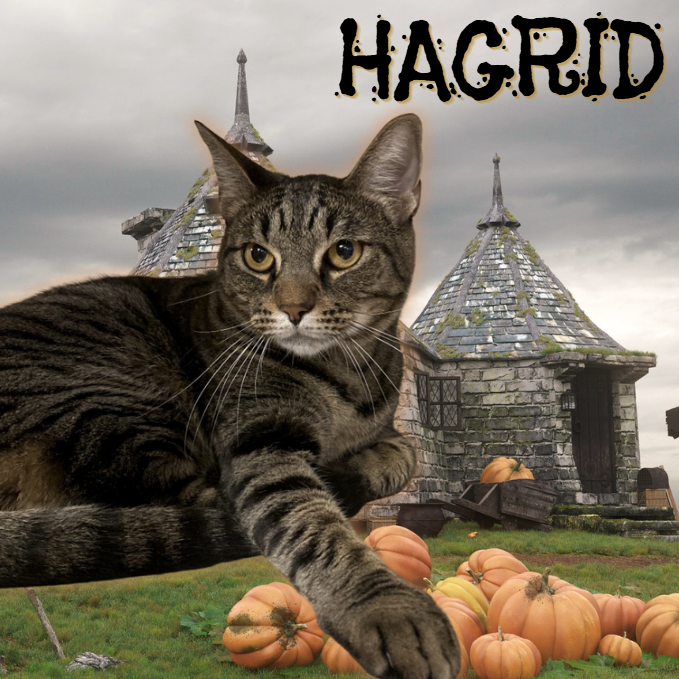 HAGRID - Domestic Shorthair available for adoption