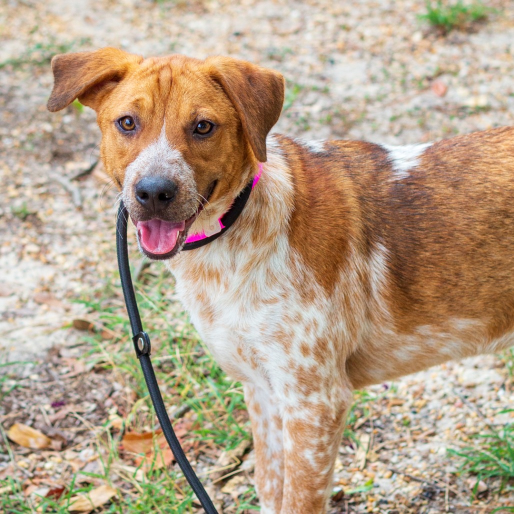 BIRDIE - Cattle Dog, Australian (Red Heeler) / Beagle available for adoption