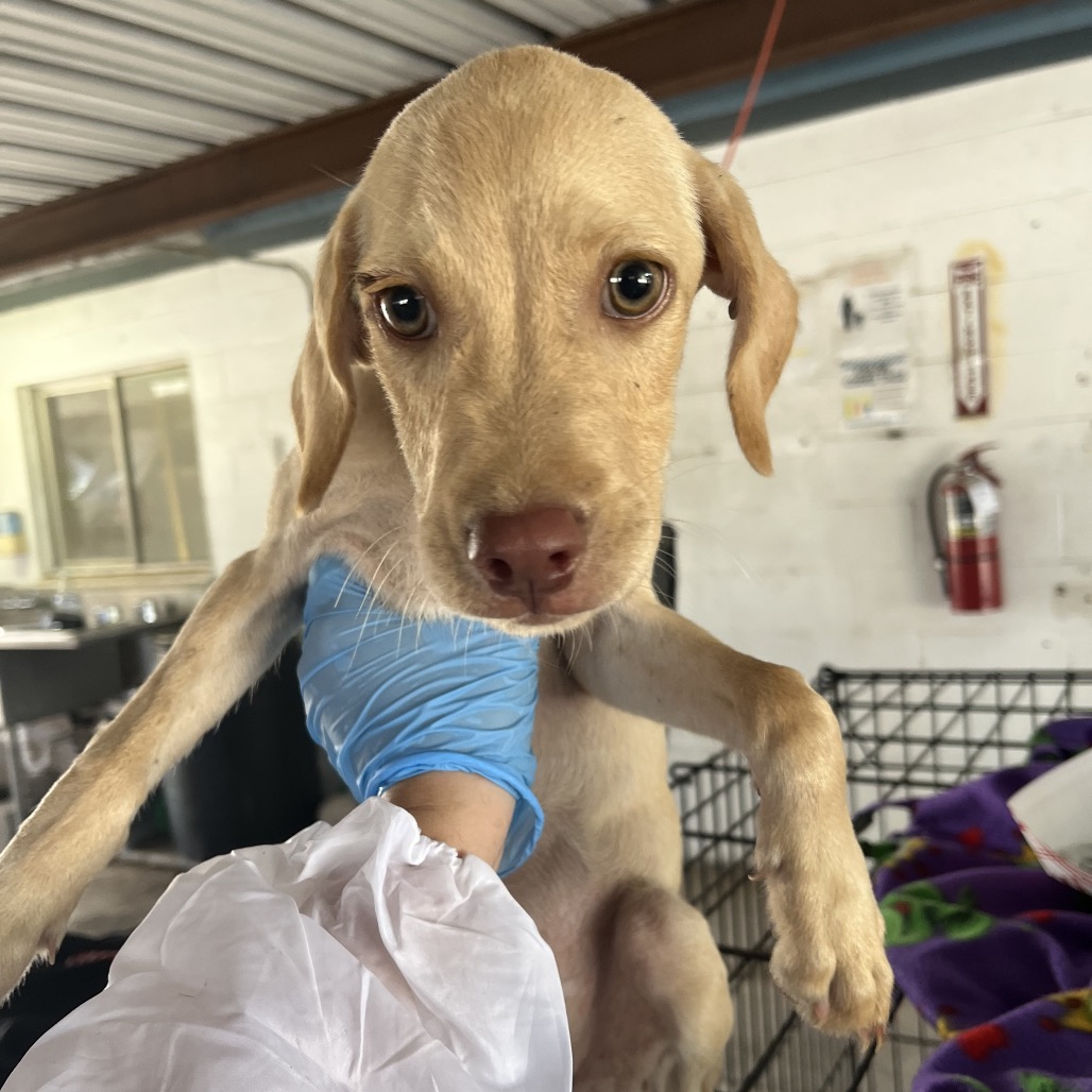EACS-STRAY-199694 - Retriever, Labrador / Mixed Breed (Small) available for adoption