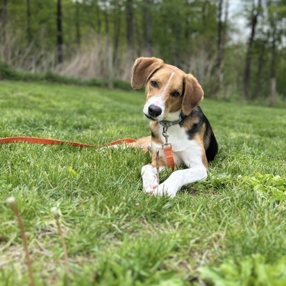 Opie photo 4