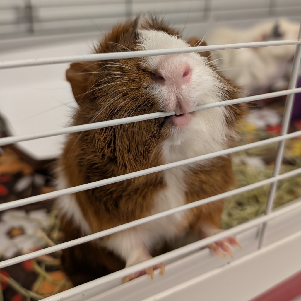 Nitro & Gemini, photo 11