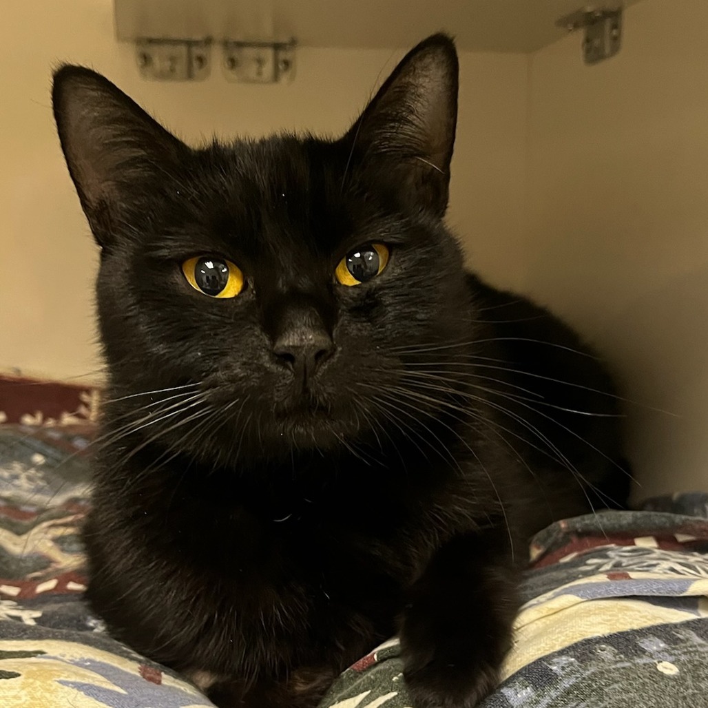 Irelle  - Domestic Shorthair