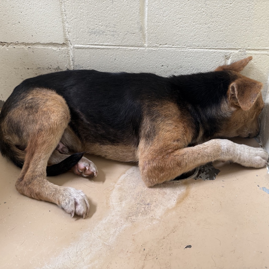 Tusc Stray 84371
