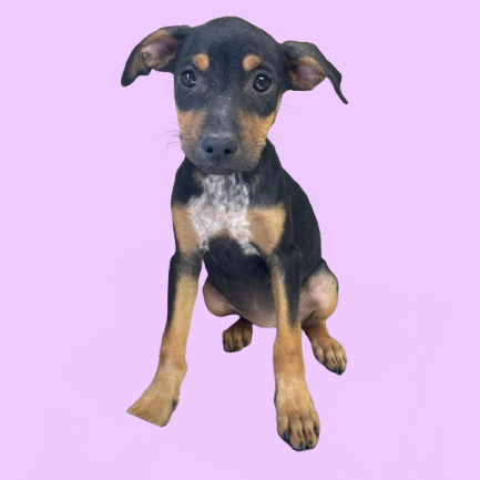 Tusc Stray 81789 2