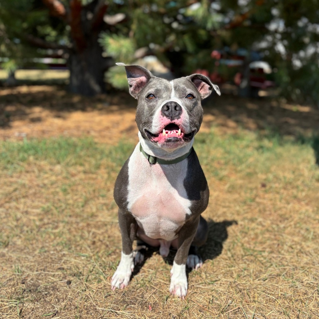 Sherman--In Foster