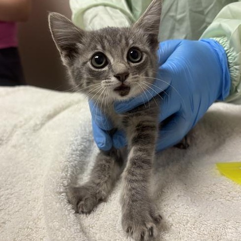 ENNIS - Domestic Shorthair available for adoption