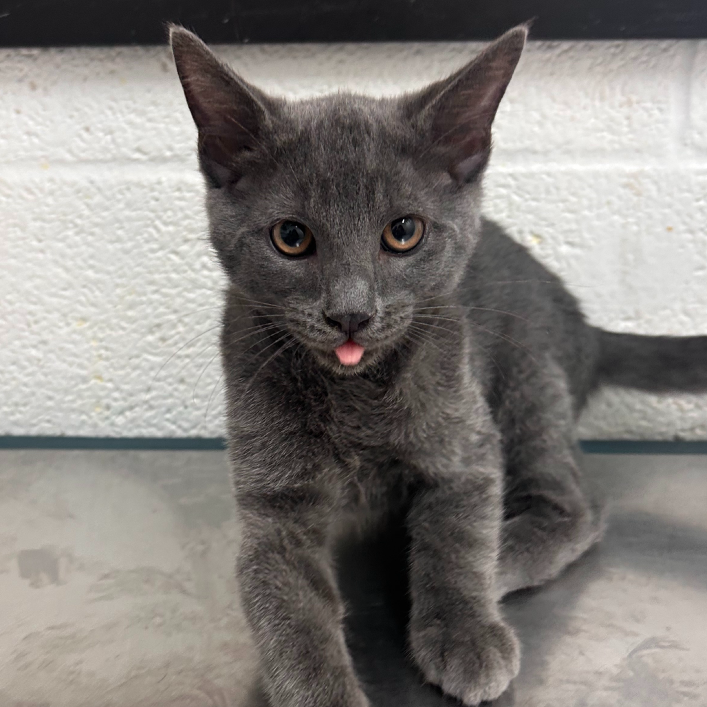 Shadow, available for adoption at PVAS