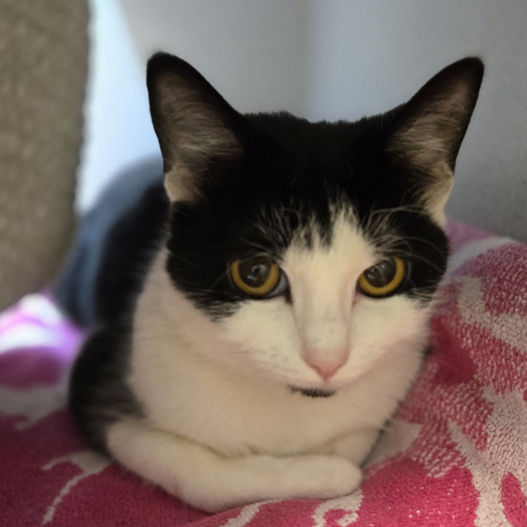 Photo of Pip 3