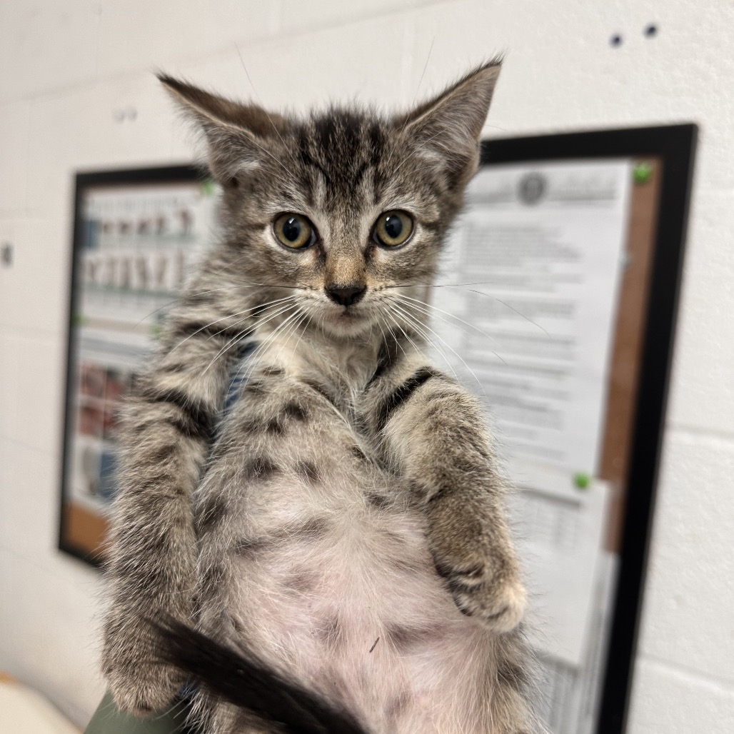 ESTHER - Domestic Shorthair for adoption in Edinburg