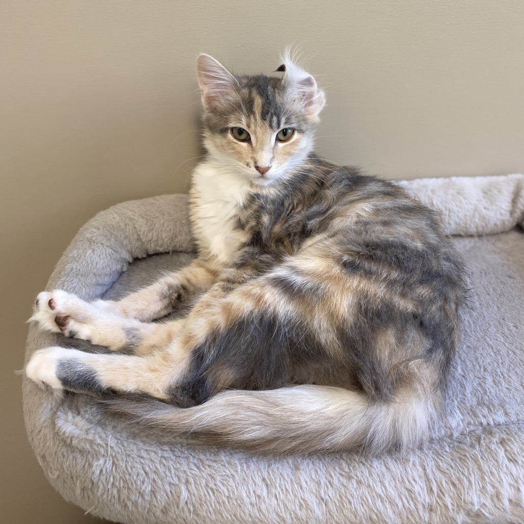 MARILYN - Domestic Longhair available for adoption