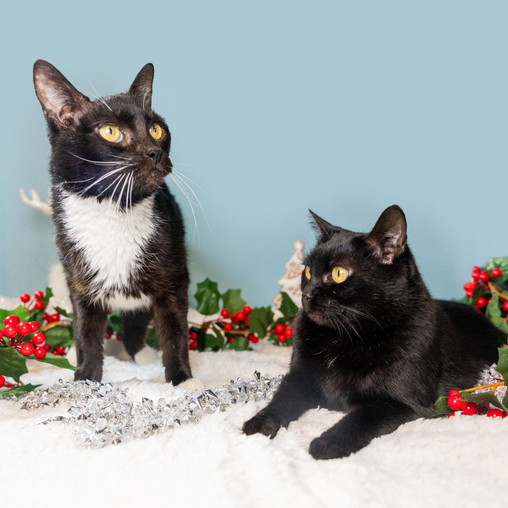 Romaine — thumbnail 4