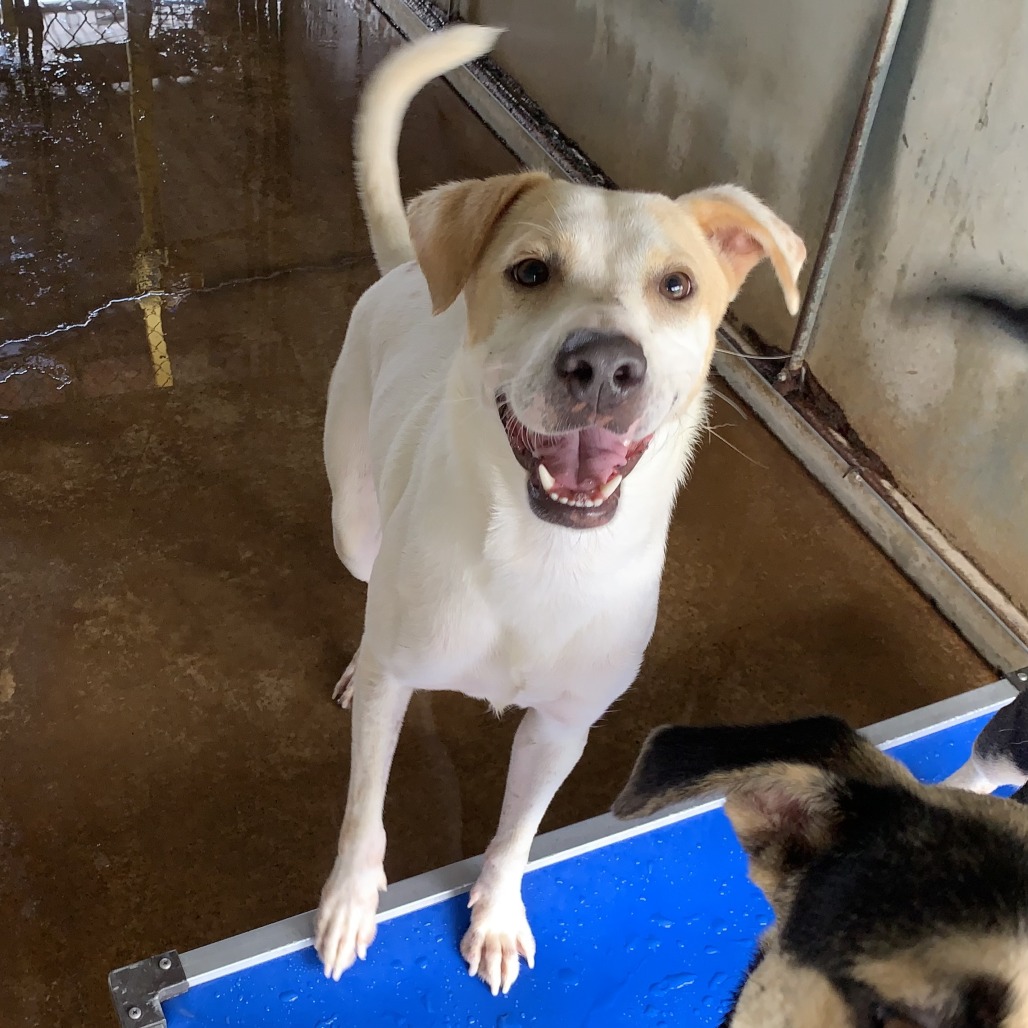BACON - Retriever, Labrador / Mix available for adoption